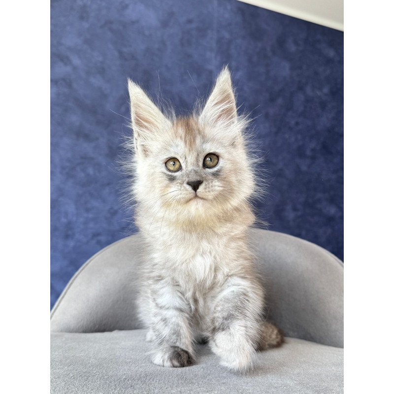 Maine Coon NOV Yum Yum