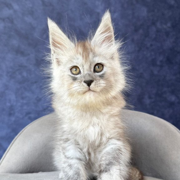 Maine Coon NOV Yum Yum