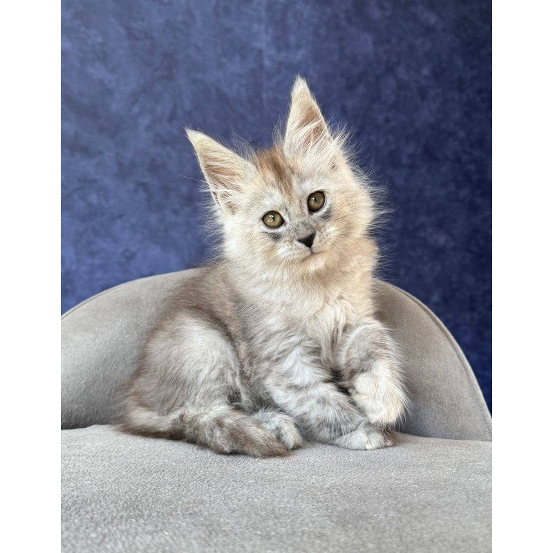 Maine Coon NOV Yum Yum