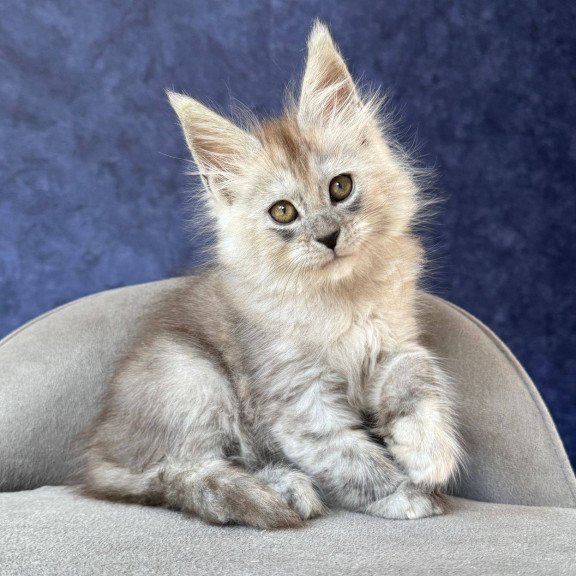 Maine Coon NOV Yum Yum