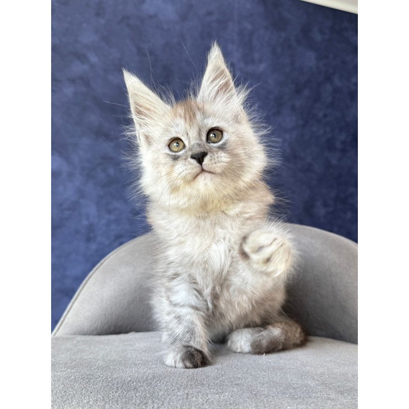 Maine Coon NOV Yum Yum