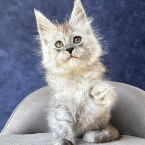 Maine Coon NOV Yum Yum