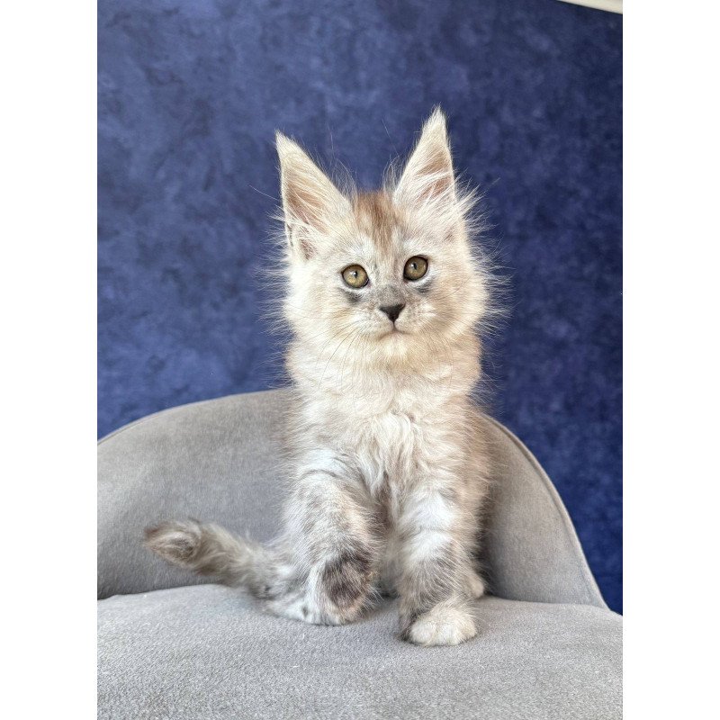 Maine Coon NOV Yum Yum