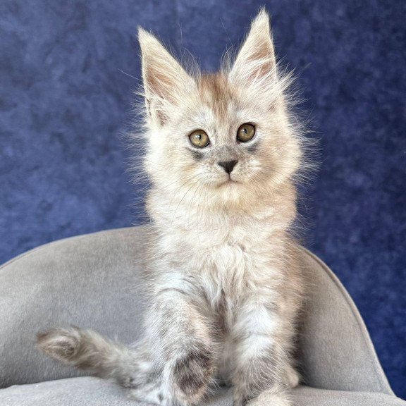 Maine Coon NOV Yum Yum