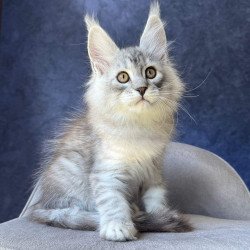 Maine Coon NOV Vadash