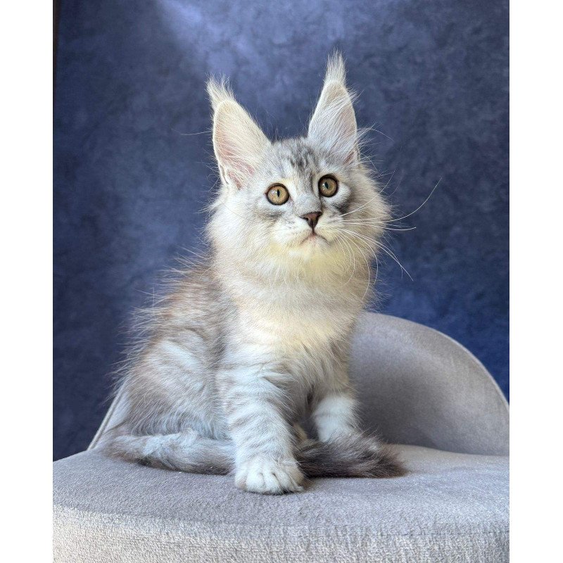 Maine Coon NOV Vadash