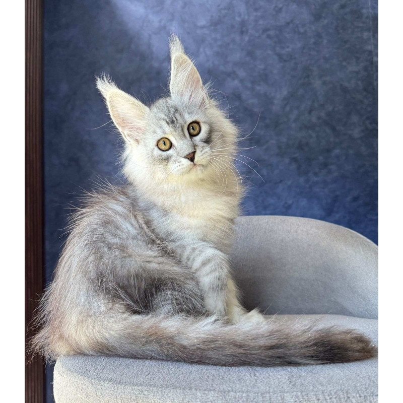 Maine Coon NOV Vadash