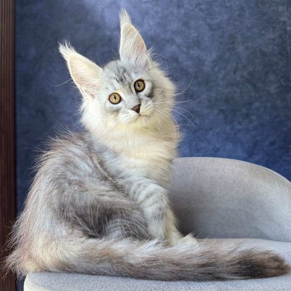 Maine Coon NOV Vadash