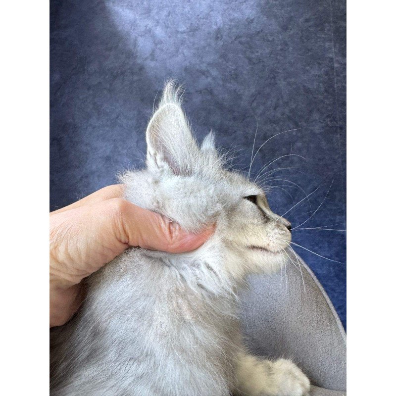 Maine Coon NOV Vadash