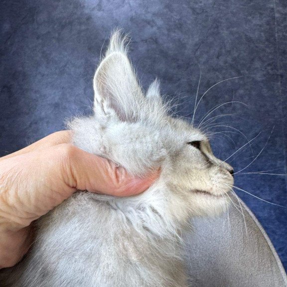 Maine Coon NOV Vadash