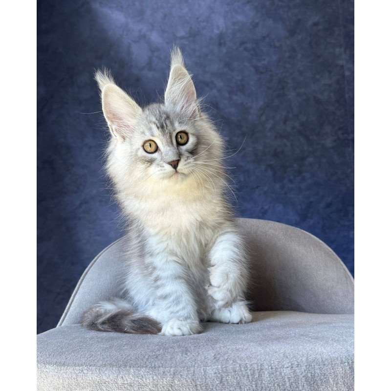 Maine Coon NOV Vadash