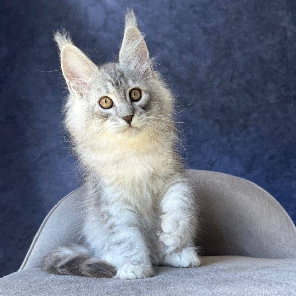 Maine Coon NOV Vadash