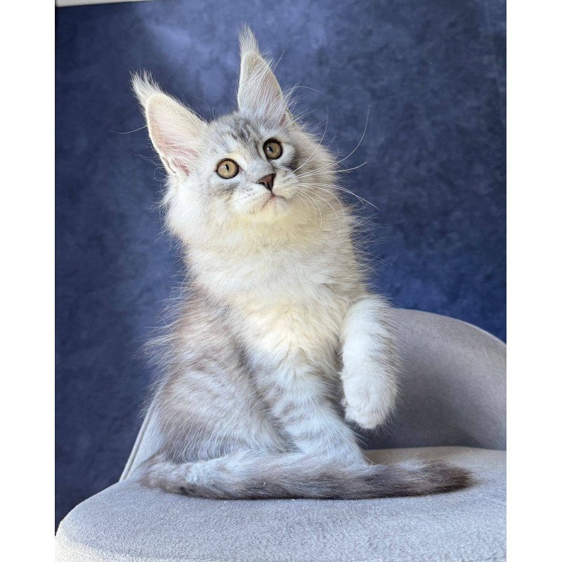 Maine Coon NOV Vadash