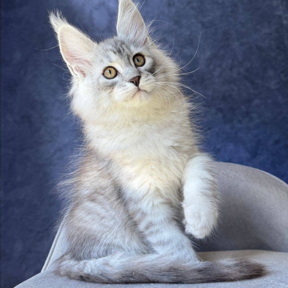Maine Coon NOV Vadash