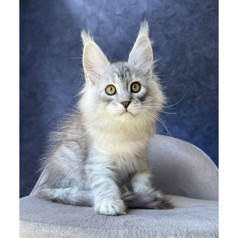 Maine Coon NOV Vadash