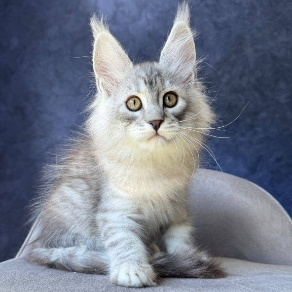 Maine Coon NOV Vadash