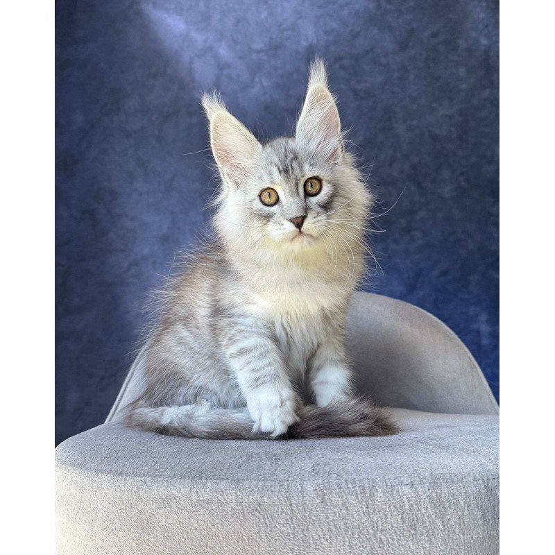 Maine Coon NOV Vadash