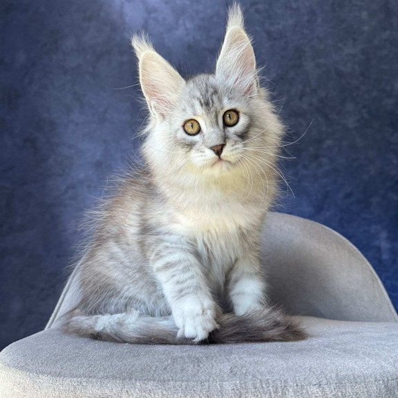 Maine Coon NOV Vadash