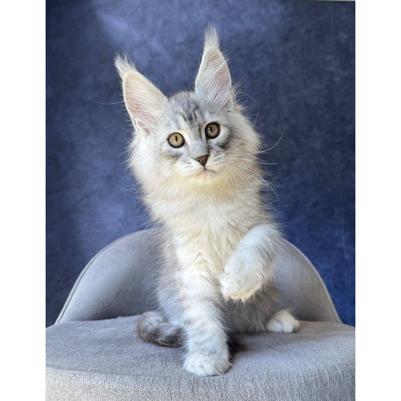 Maine Coon NOV Vadash
