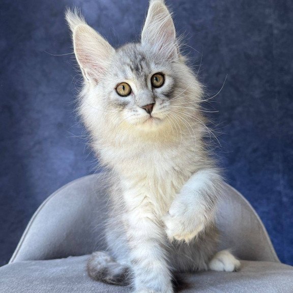 Maine Coon NOV Vadash