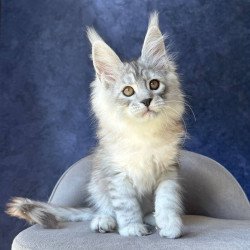Maine Coon NOV Valsar