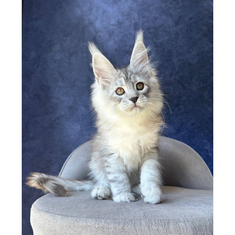 Maine Coon NOV Valsar