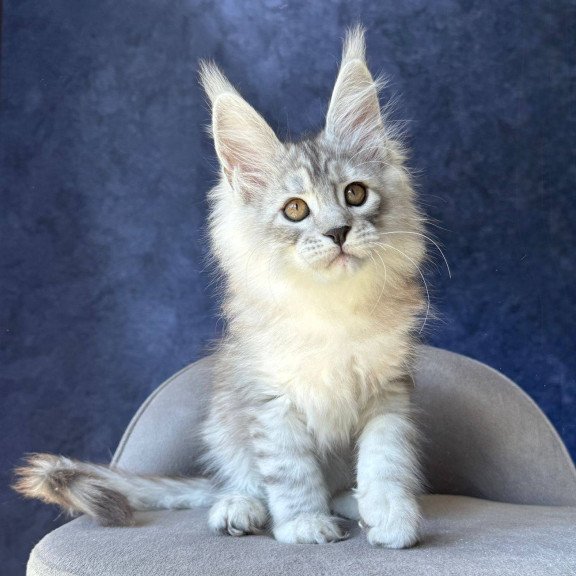 Maine Coon NOV Valsar