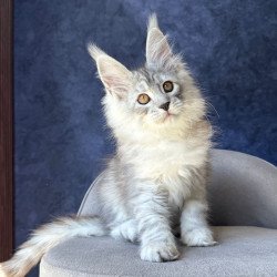Maine Coon NOV Valsar