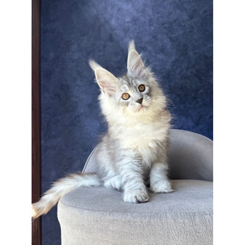 Maine Coon NOV Valsar