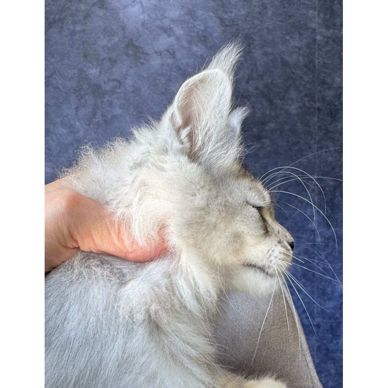 Maine Coon NOV Valsar