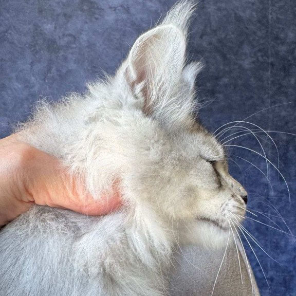 Maine Coon NOV Valsar