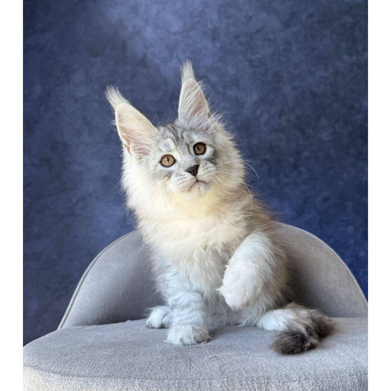 Maine Coon NOV Valsar