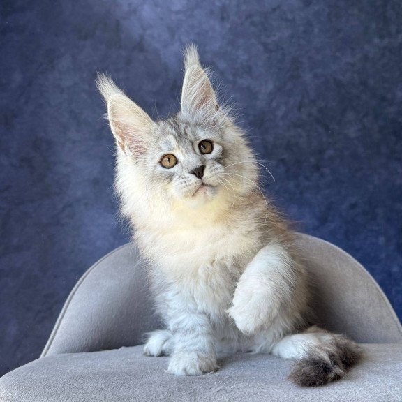 Maine Coon NOV Valsar