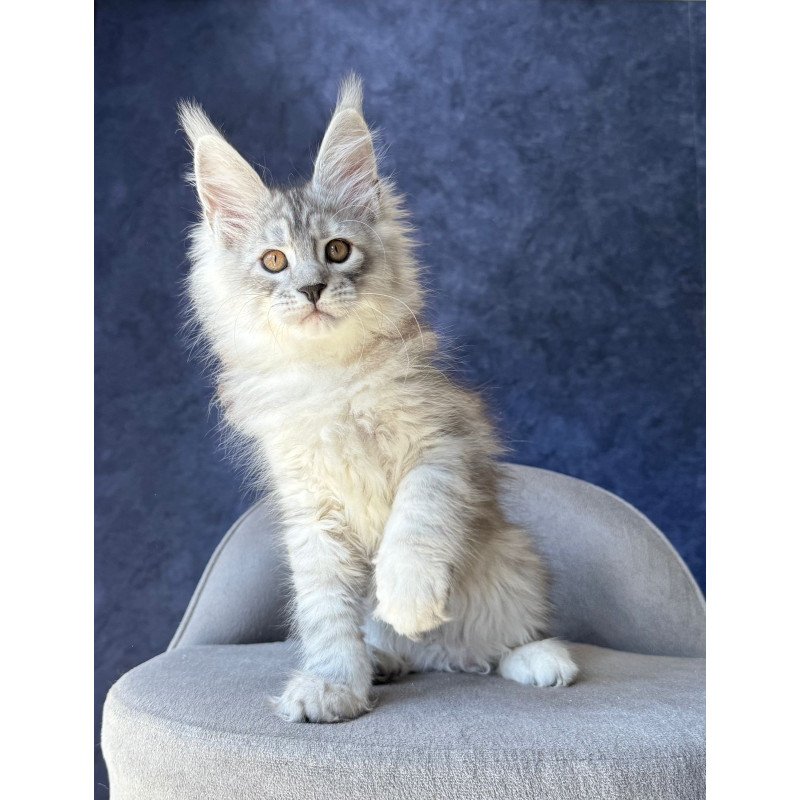 Maine Coon NOV Valsar