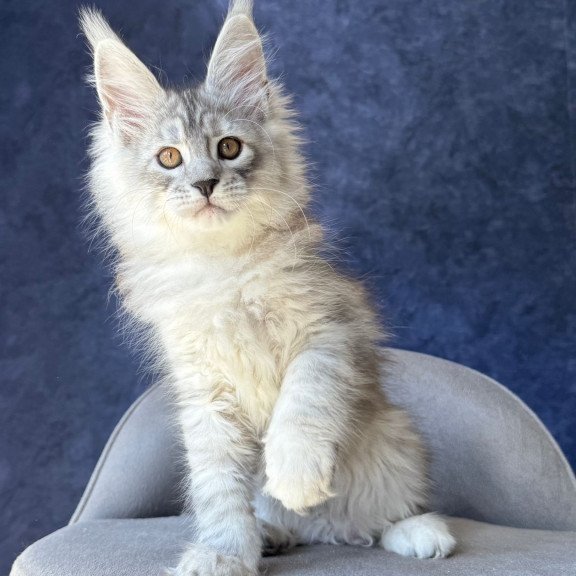 Maine Coon NOV Valsar
