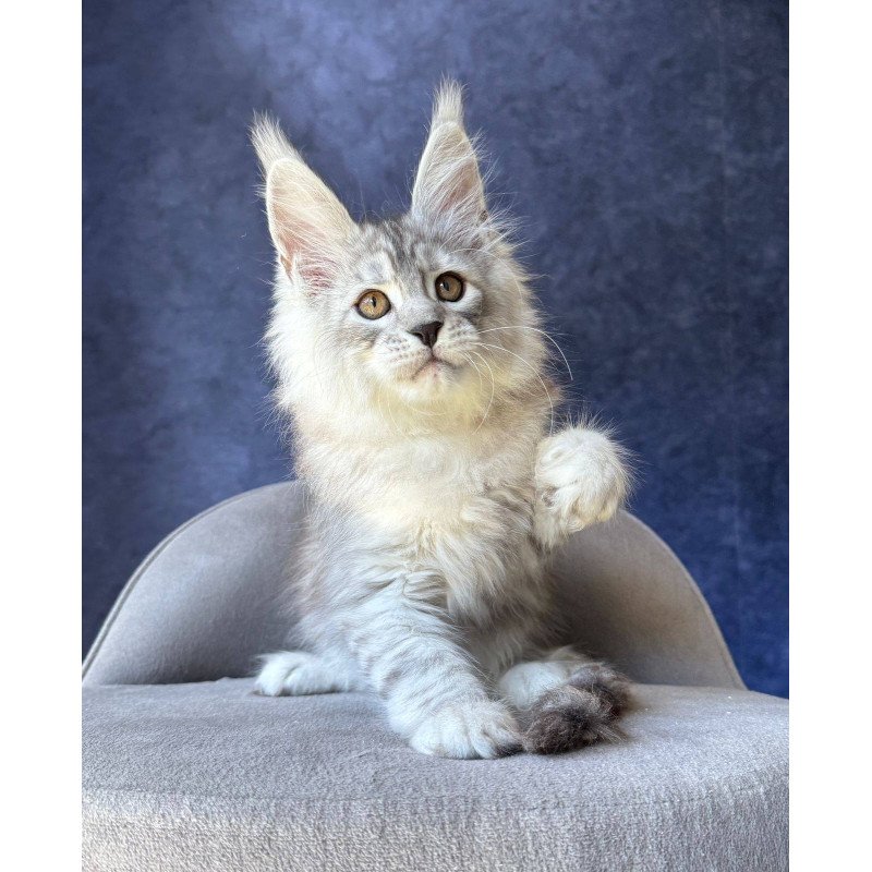 Maine Coon NOV Valsar