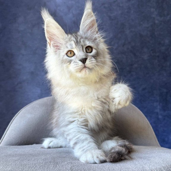 Maine Coon NOV Valsar