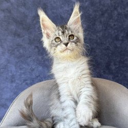 Maine Coon NOV Vansai