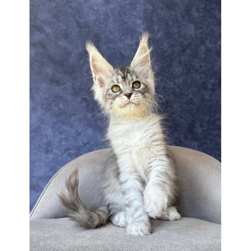 Maine Coon NOV Vansai