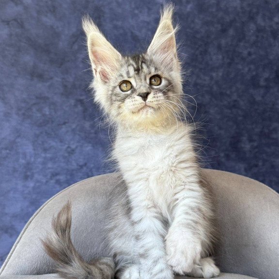 Maine Coon NOV Vansai