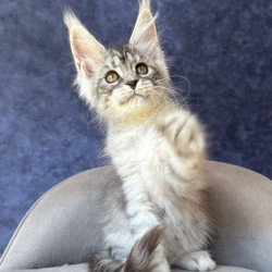Maine Coon NOV Vansai