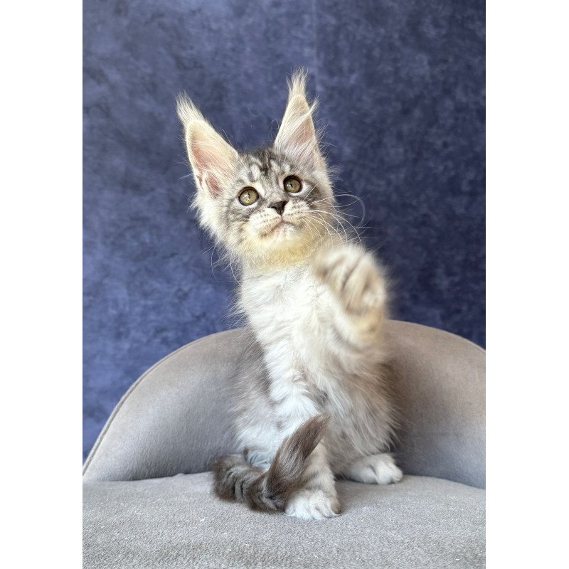 Maine Coon NOV Vansai