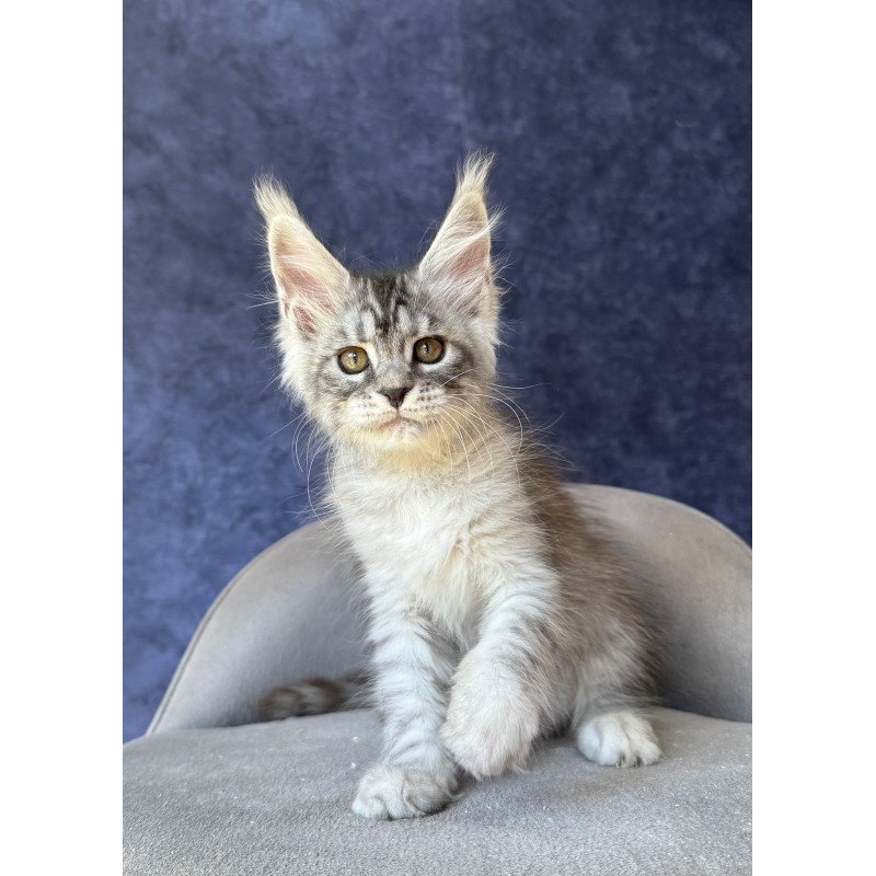 Maine Coon NOV Vansai