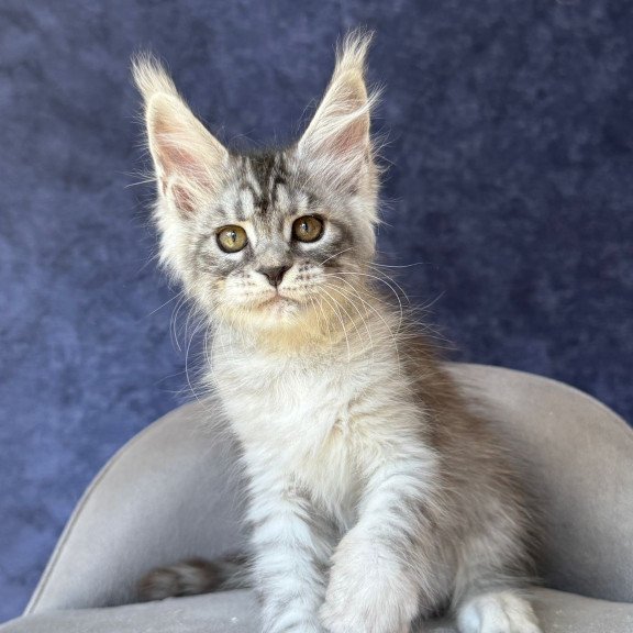 Maine Coon NOV Vansai
