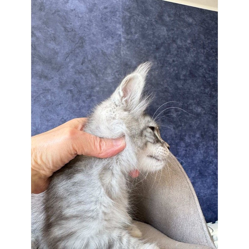 Maine Coon NOV Vansai