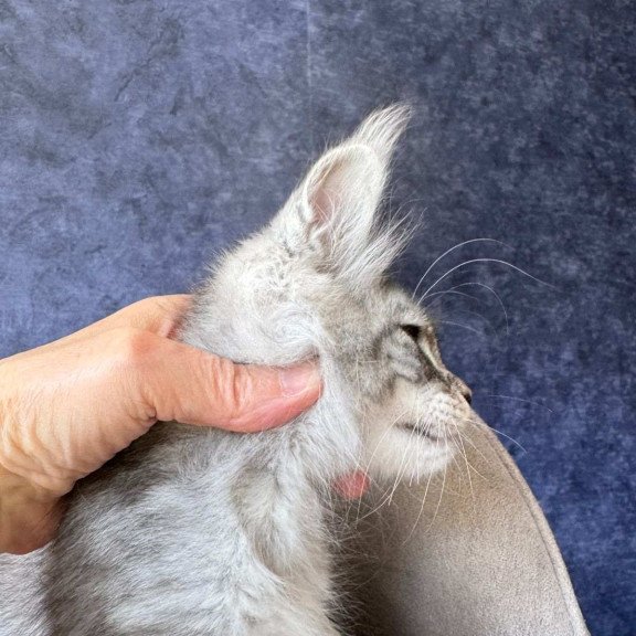 Maine Coon NOV Vansai
