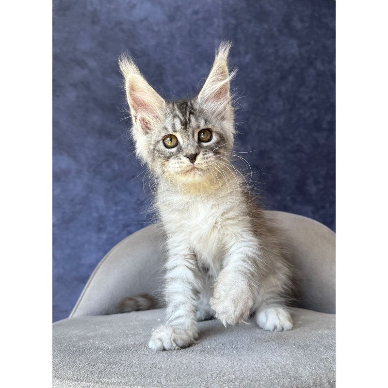 Maine Coon NOV Vansai