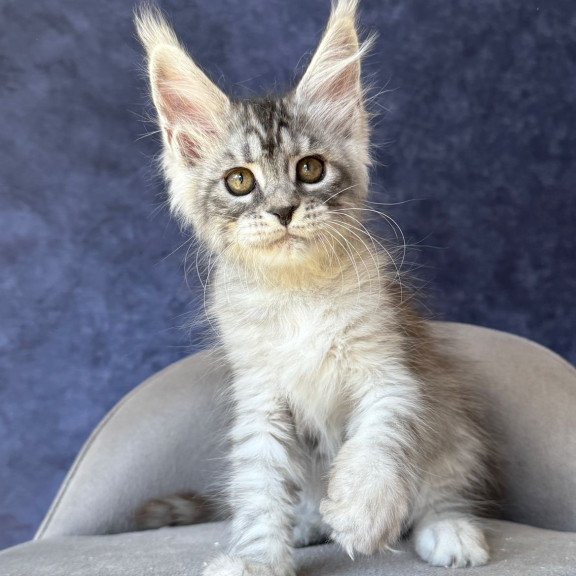 Maine Coon NOV Vansai