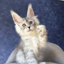 Maine Coon NOV Velari