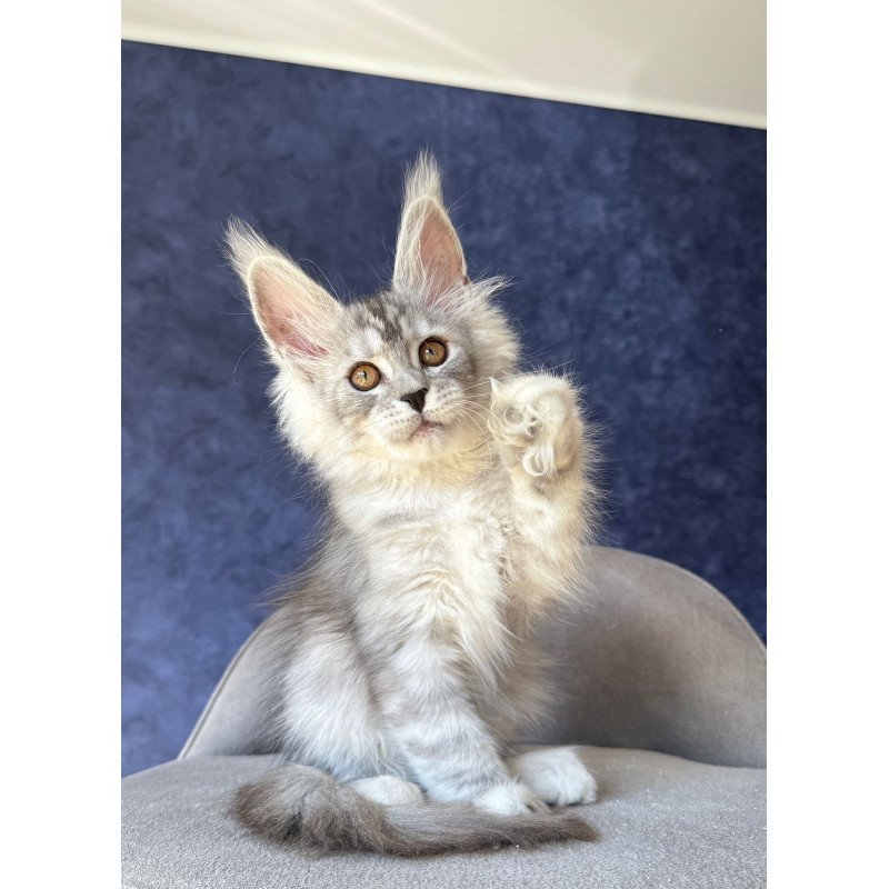 Maine Coon NOV Velari